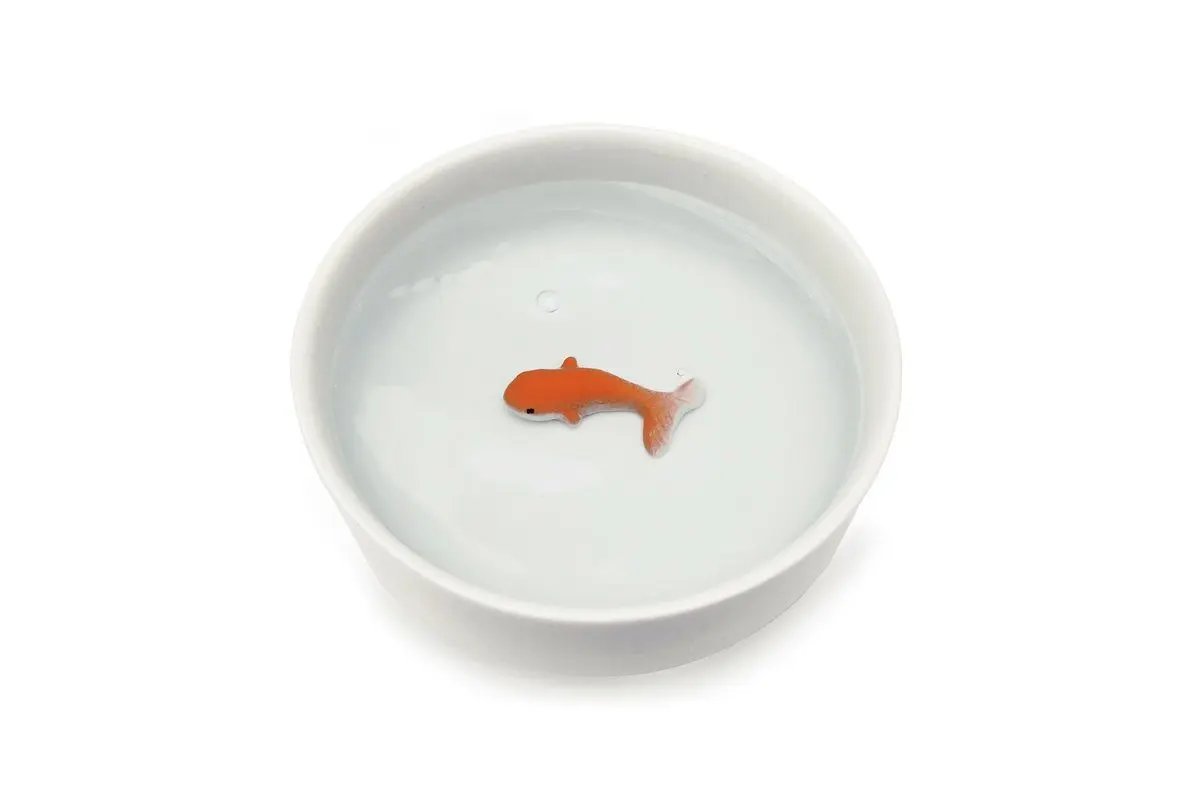 SUCK UK Goldfish Pet Water Bowl Bowl Suck UK