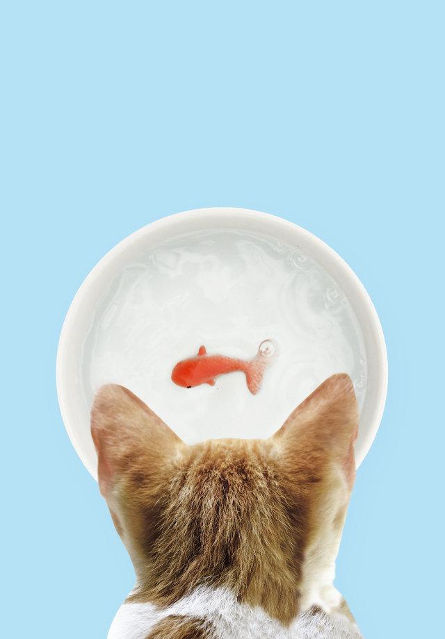 SUCK UK Goldfish Pet Water Bowl Bowl Suck UK 