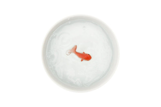 SUCK UK Goldfish Pet Water Bowl Bowl Suck UK 